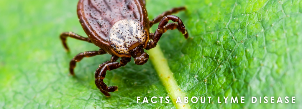 About Lyme Disease